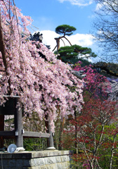 鐘堂を包む　IMGP4525zz
