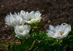 白いアネモネ　P1100496