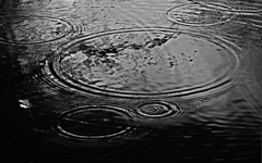 梢の雫　P1480123zzzz