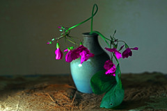自作花瓶とオキザリス　IMGP8096zz