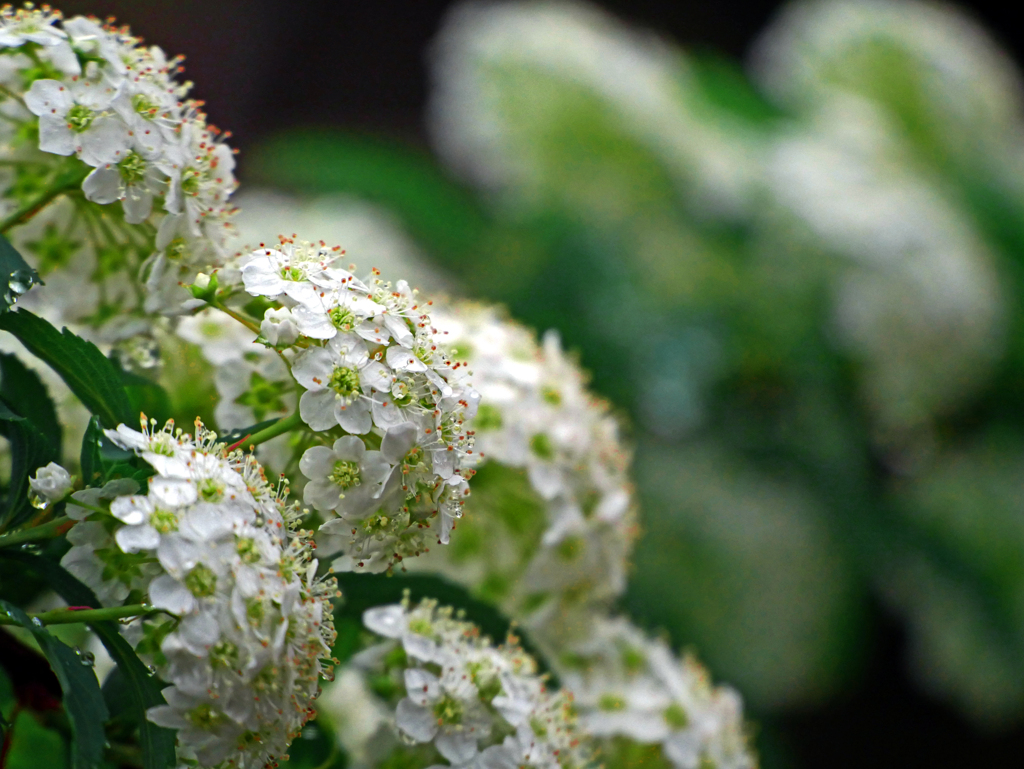 雨に咲く花 コデマリ　P1140873zz