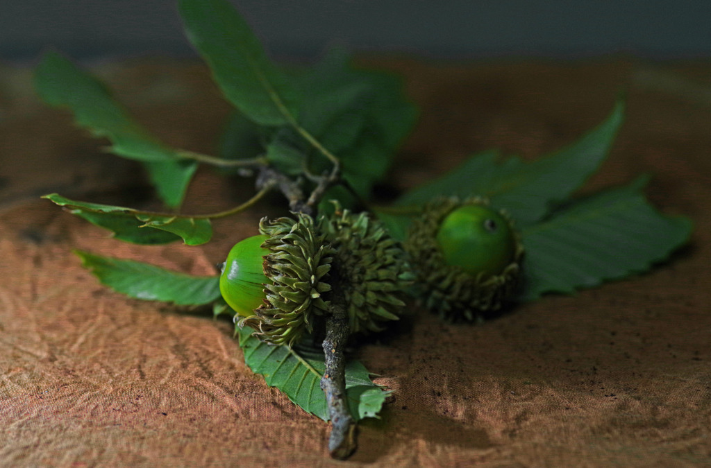 青い団栗　IMGP8109zz