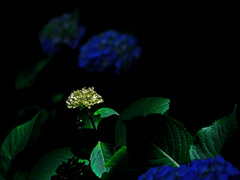 目立たぬ花　P1540024zz