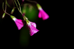 雨が上がった!　IMGP9342zz