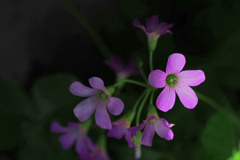 日陰に咲く花　P1086529zz