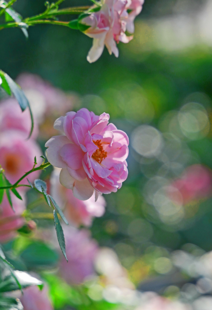 夏薔薇　P1210107zz