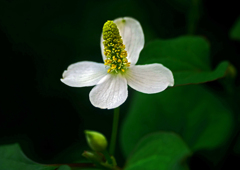 白い十字花　P1240227zz