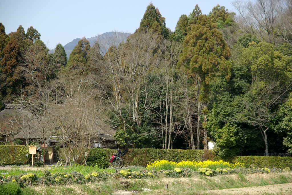 早春の嵯峨野　IMGP3911