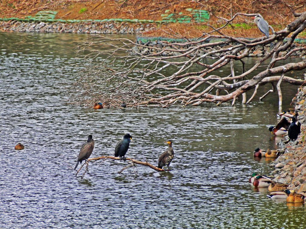 いろんな鳥が集まりました　P1210576zz