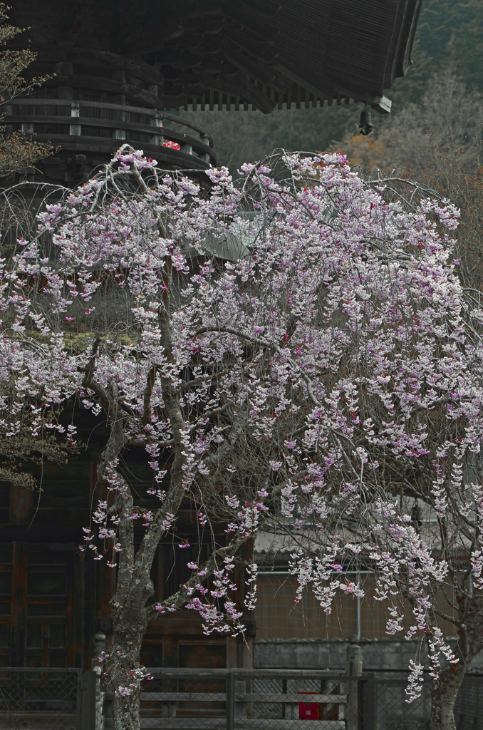 金輪塔に桜　IMG3085zz