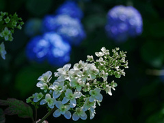 柏葉紫陽花　P1270150zz