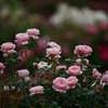 薔薇の苑　IMGP3821zz