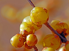 まん丸蕾　P1080882zz