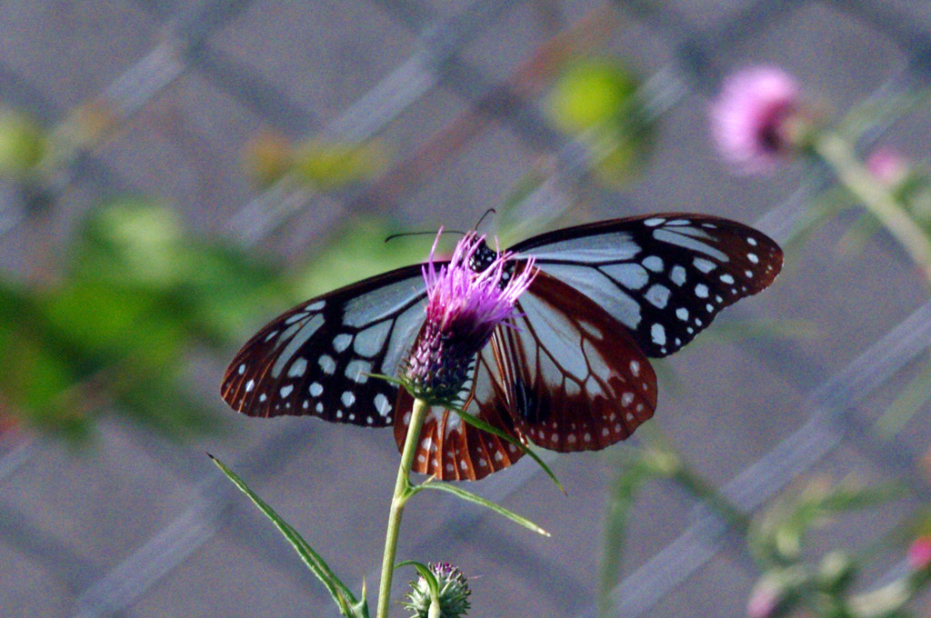 アザミで吸蜜　IMGP9906z