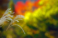 秋模様　IMGP3389zz