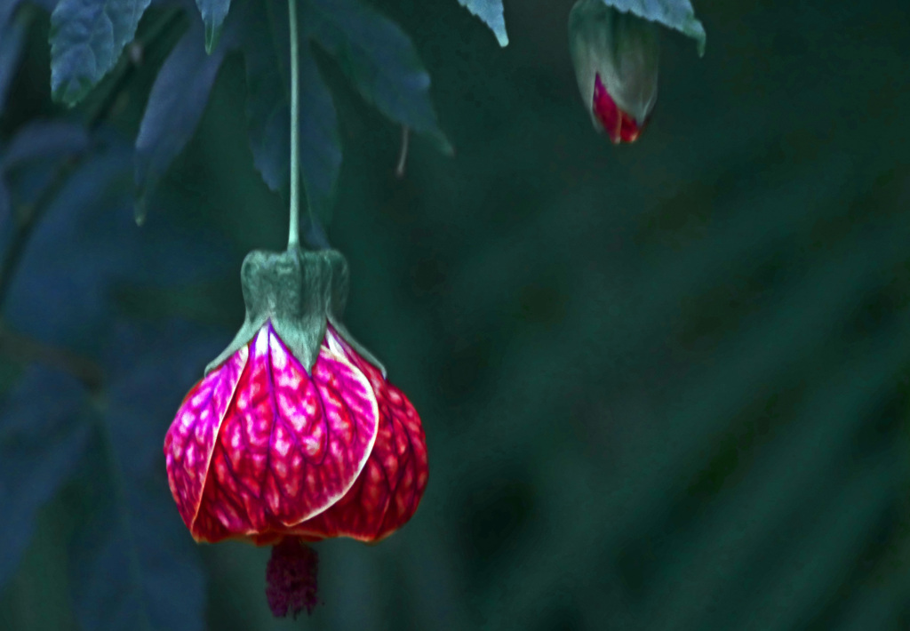 アブチロン レッドタイガー　P1520191zz