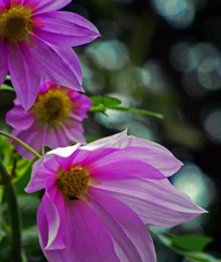 雄大さに気品と　P1800417zz