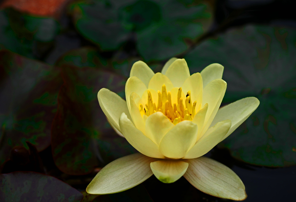 黄色い睡蓮　P1190374zz