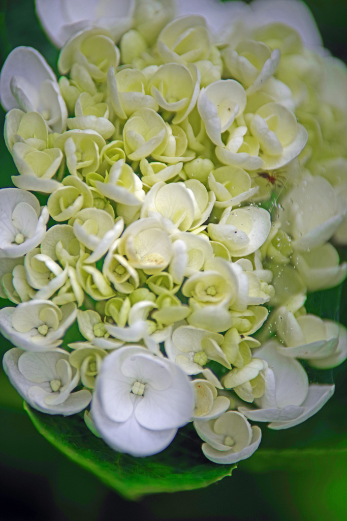 白い紫陽花　IMGP8006zz