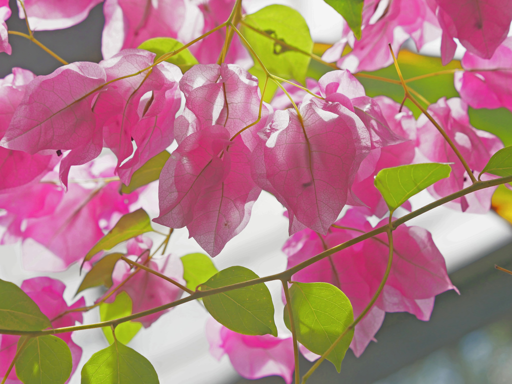 ブーゲンビリア　P1690347zz