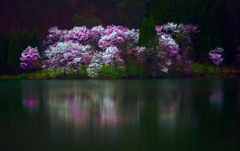 春の思い出〈中綱湖の春〉　P1140979zz