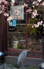 祇園白川 アオサギの訪問 　IMGP4671zz