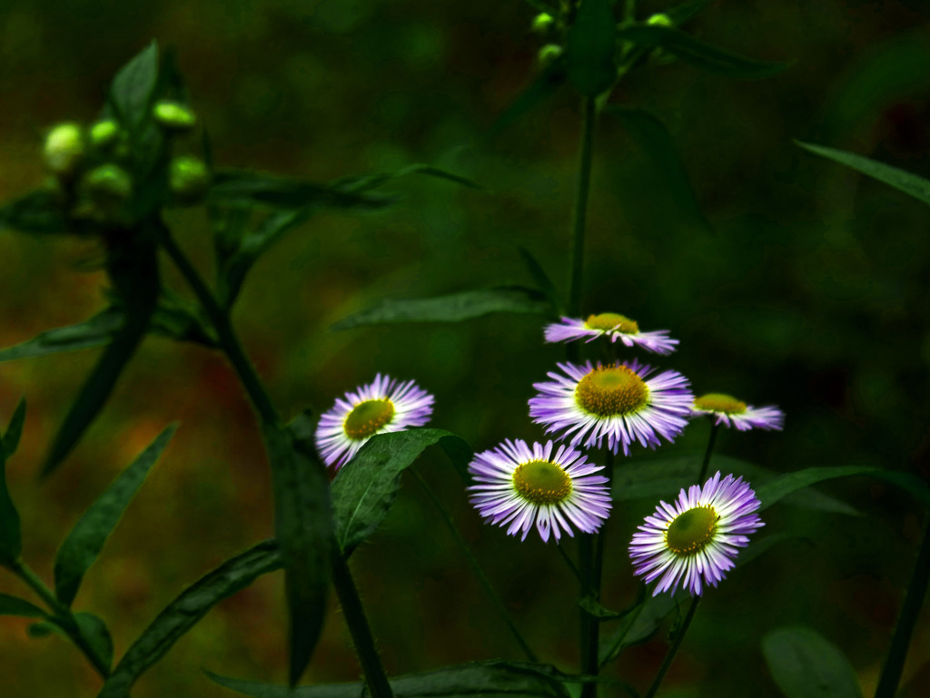 ハルジオンが咲く頃　P1530833zz