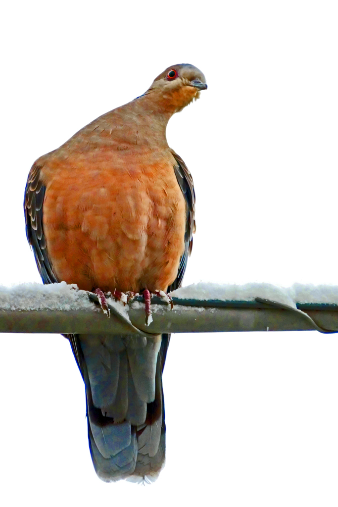 ある雪の日に　P1810279zz