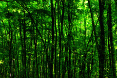 森の力 森林浴　IMGP4366zz