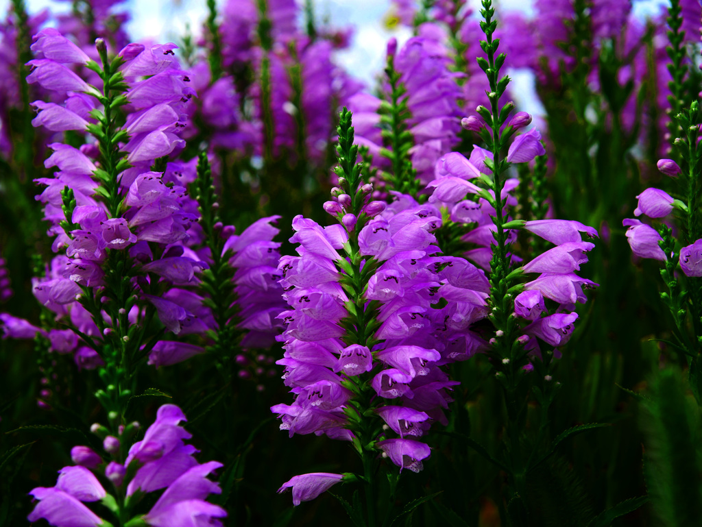 花虎ノ尾　P1670747zz