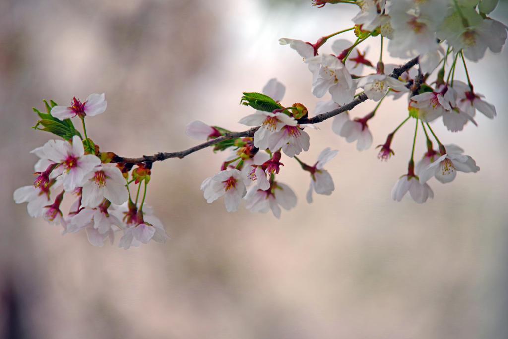 春の思い出〈北国の桜〉IMGP2999zz