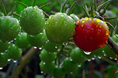 夜半の雨　P1010640zz