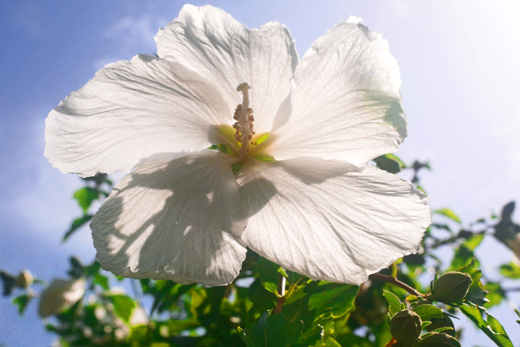 白い大輪　P1200350zz