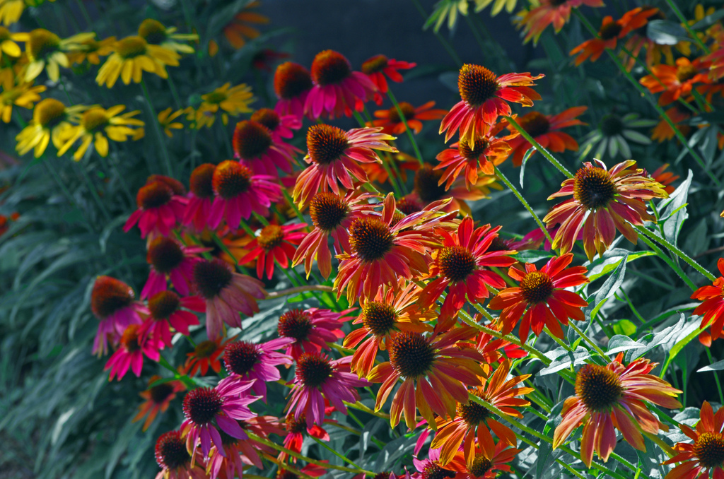 Exciting Color　IMG1561zz