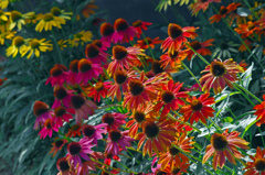 Exciting Color　IMG1561zz