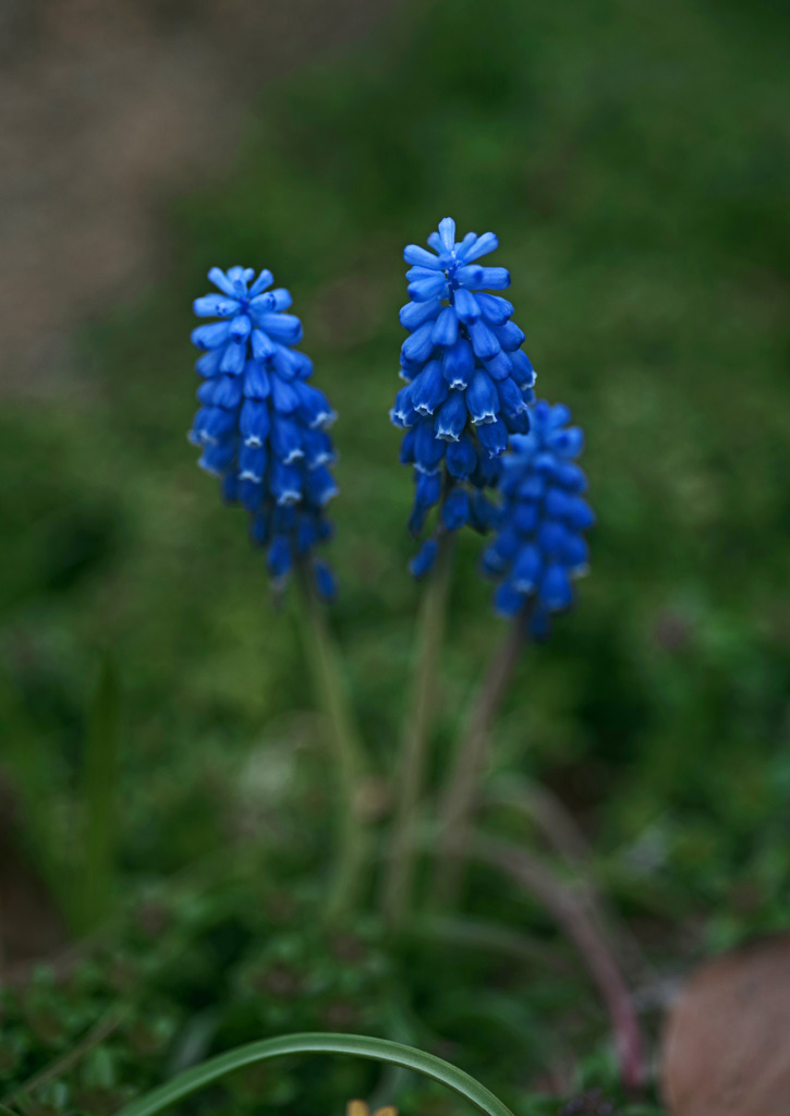 ムスカリ　IMGP3429zz