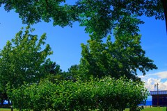 緑に囲まれた青空　IMGP1467zz