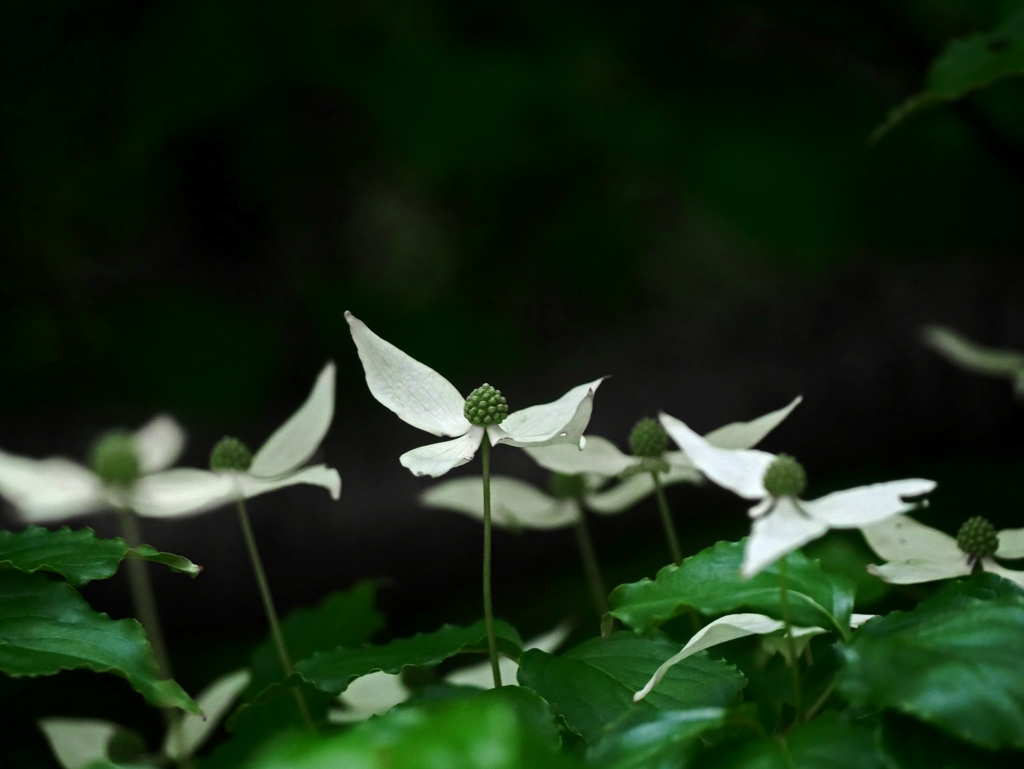 ヤマボウシ　P1220771zz