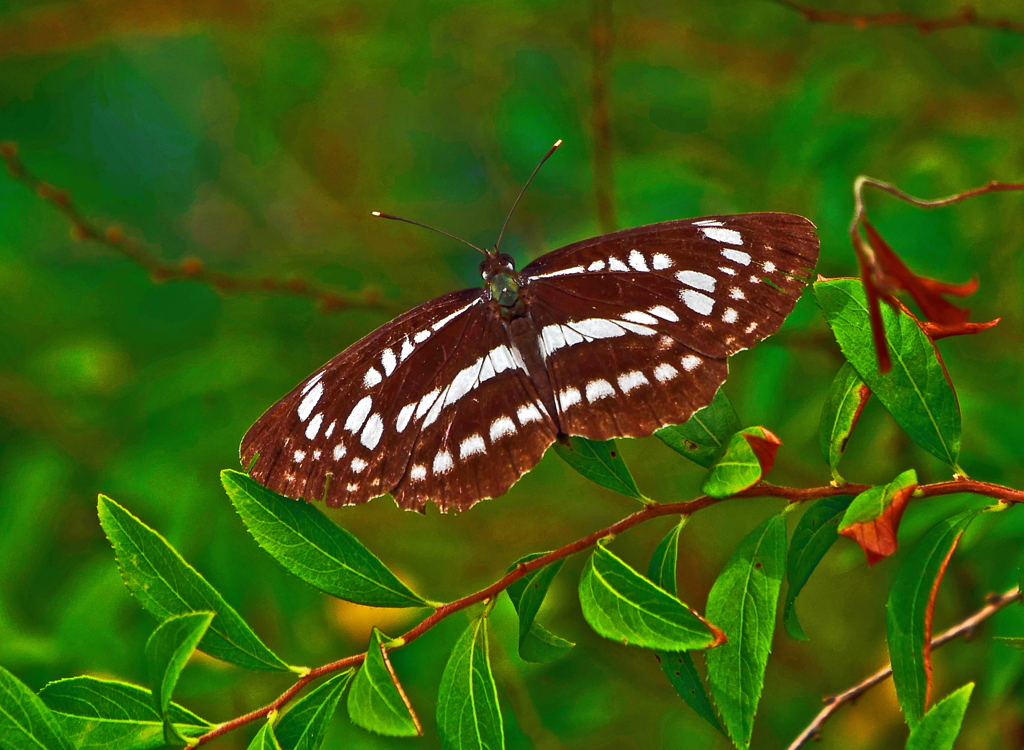 ミスジチョウ　P1570225zz