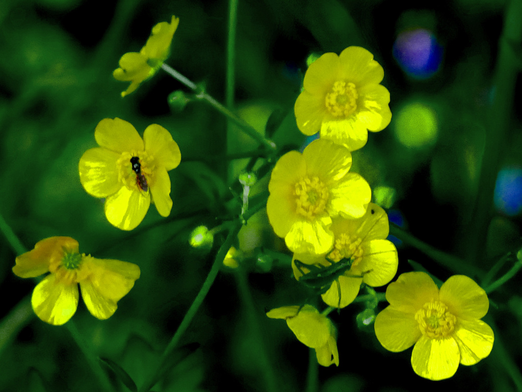 ハチとバッタと黄色い花　P1220207zz