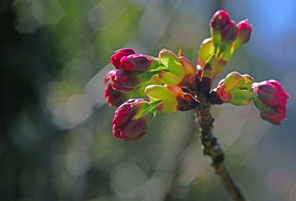 今は蕾　IMGP2460zz
