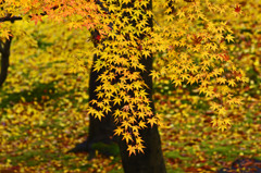 Yellow world　_IGP392