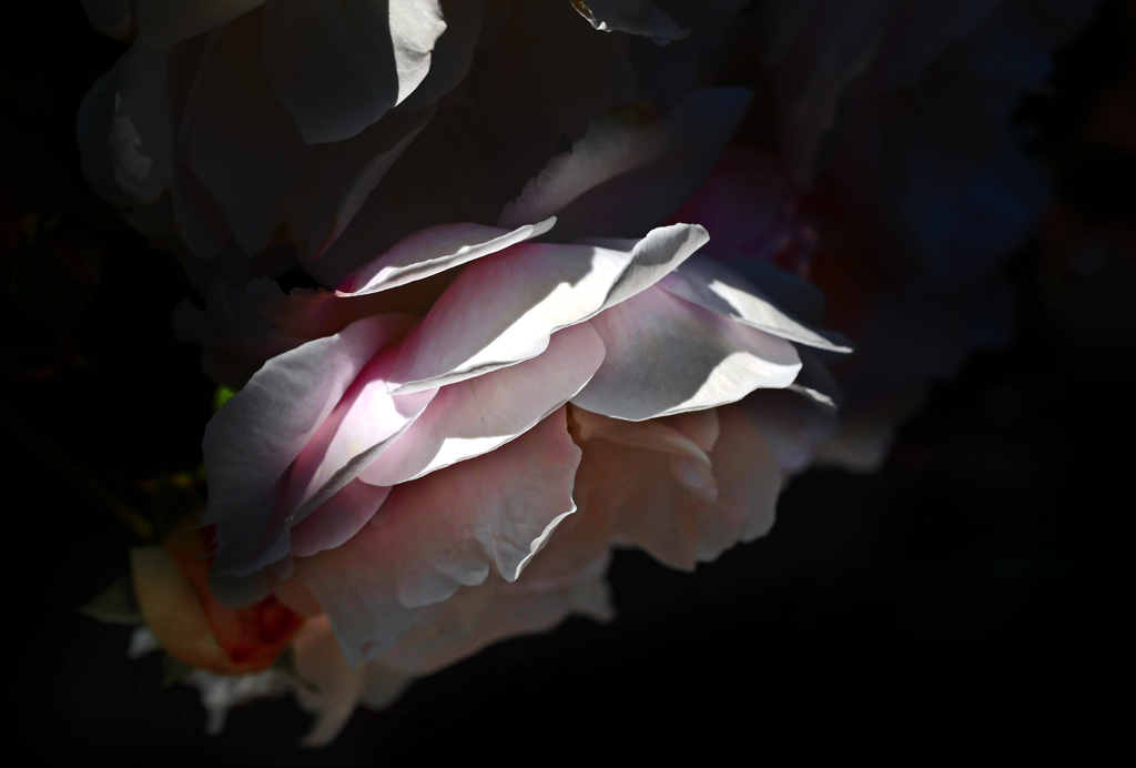 少し哀し気な花　P1390115zz