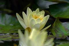 黄色い睡蓮　P1087216zz