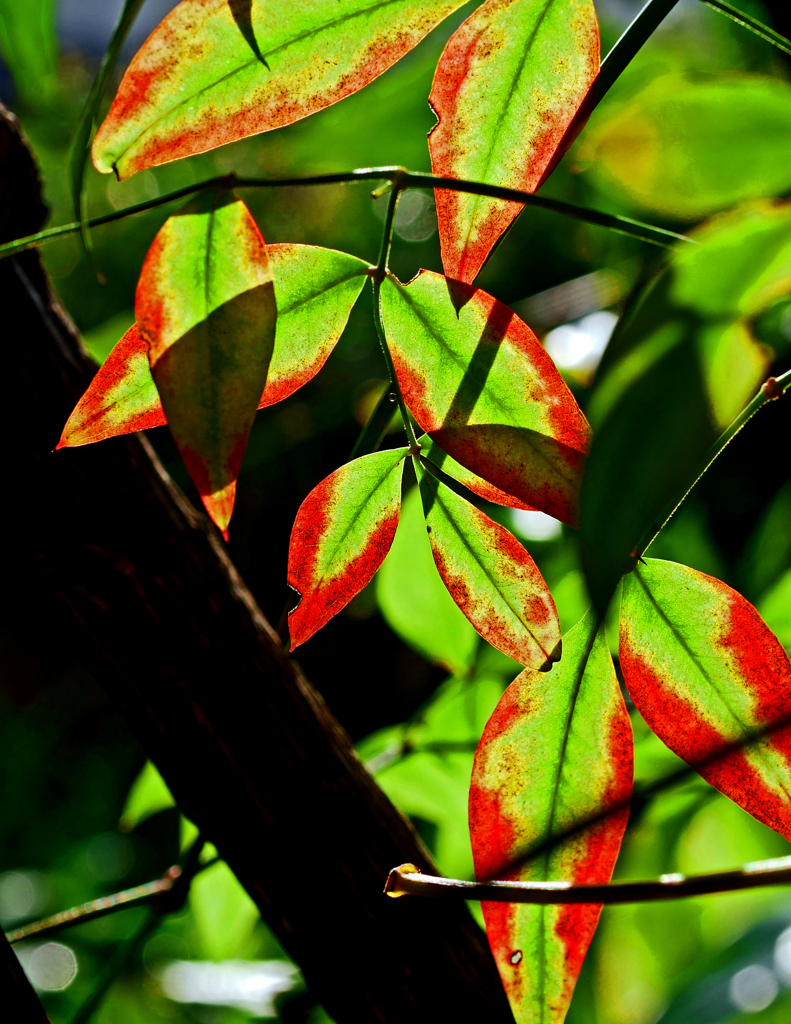 南天の葉 朝陽に映える　P1180980zz