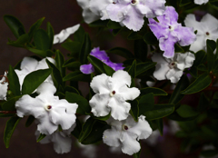 ニオイバンマツリ   P1240405zz