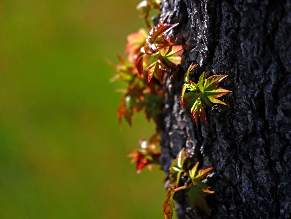 芽吹きの春Ⅱ　P1140734zz