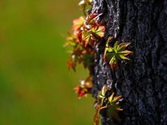 芽吹きの春Ⅱ　P1140734zz