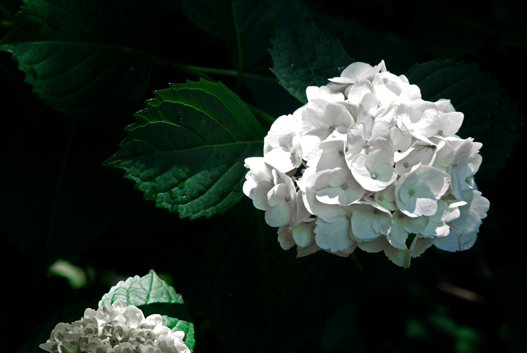 白い紫陽花　P1530956zz