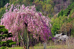 名もなき場所の名もなき桜　IMGP1442zz